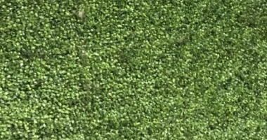 Gorgeous-Green