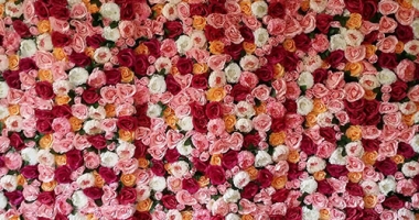 pink-champagne-one