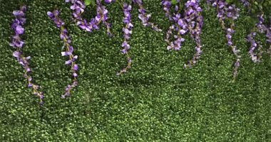 wonderous-wisteria